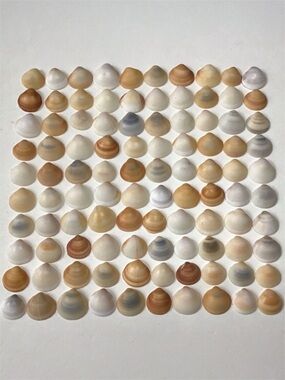 Seashells 100 Bittersweet Clam Shells 3/4” to 1” Natural Beach Decor Arts Crafts